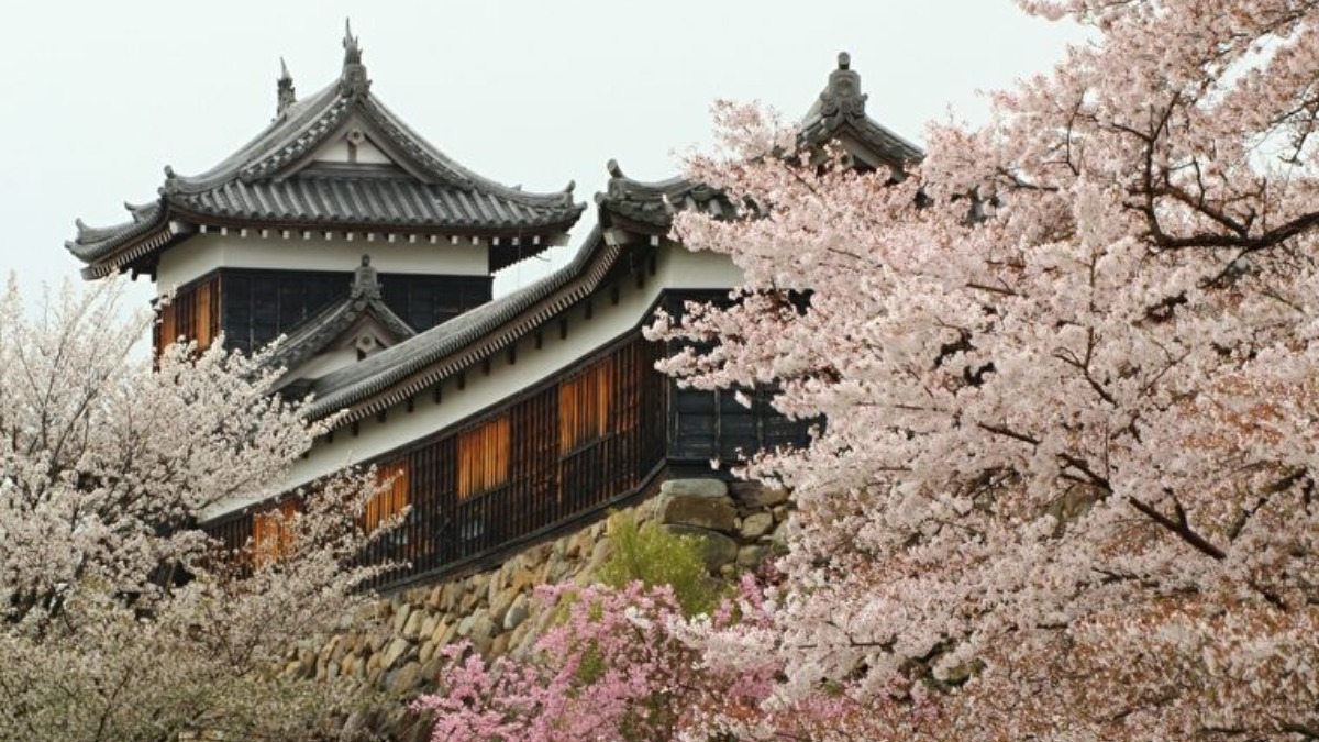 「日本さくら名所100選」に選ばれし「史跡郡山城跡」の桜をイベントと共に楽しもう【第63回大和郡山お城まつり】