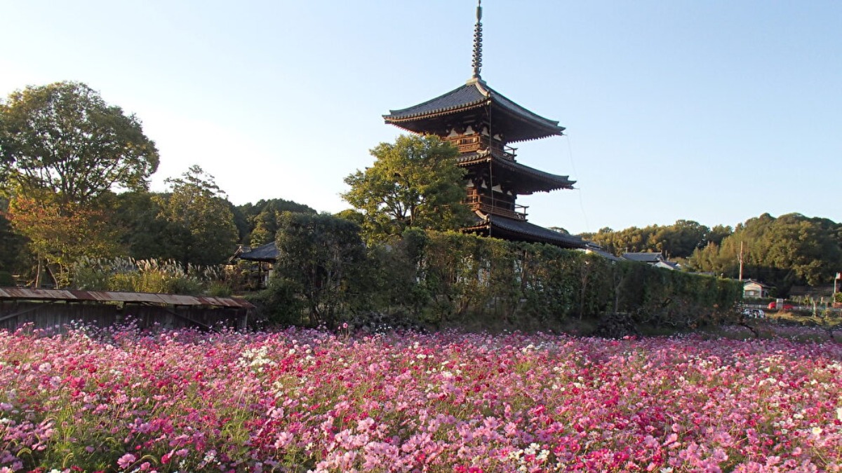【奈良の秋の花2023】斑鳩の秋の風物詩！歴史的遺産と可憐なコスモスの共演｜斑鳩町