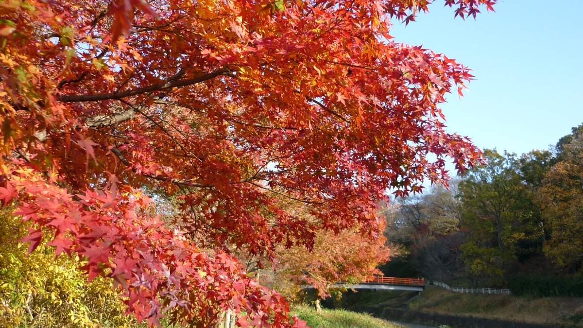 平安の歌人も称えた古くからの紅葉の名所「竜田川」【斑鳩町】