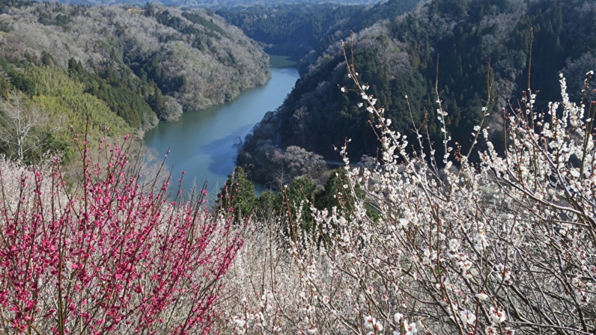 梅まつりも開催！日本で最初の名勝地「月ヶ瀬梅林」【奈良・梅の名所】