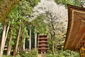 女人高野「室生寺」の春を彩る桜としゃくなげ【宇陀市】
