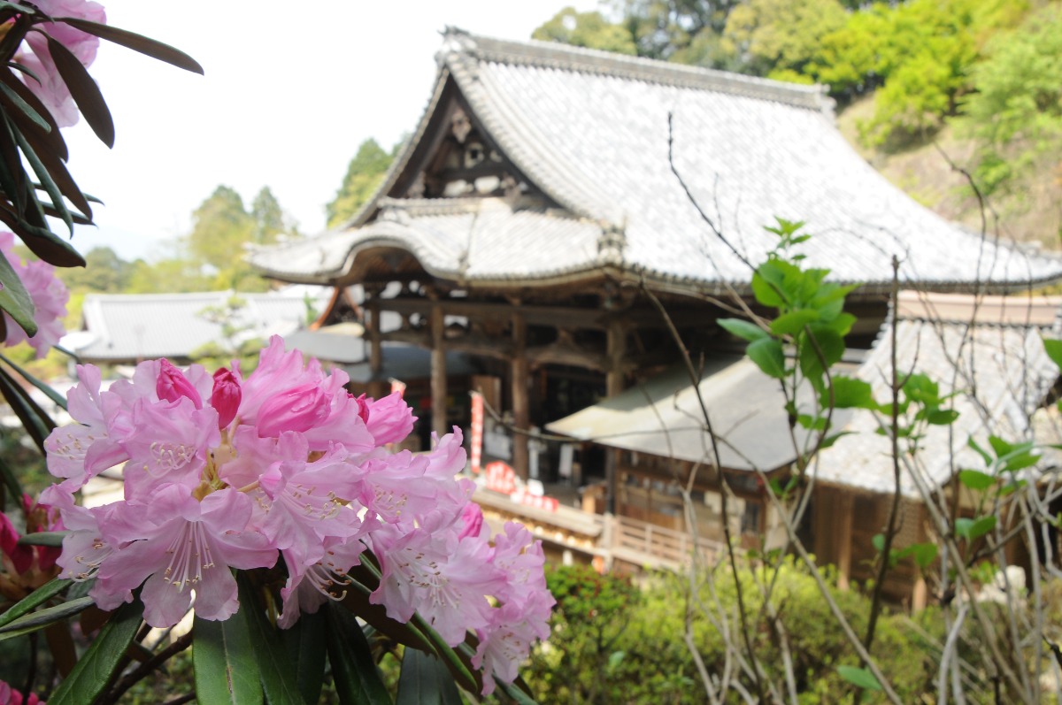 岡寺本堂としゃくなげ