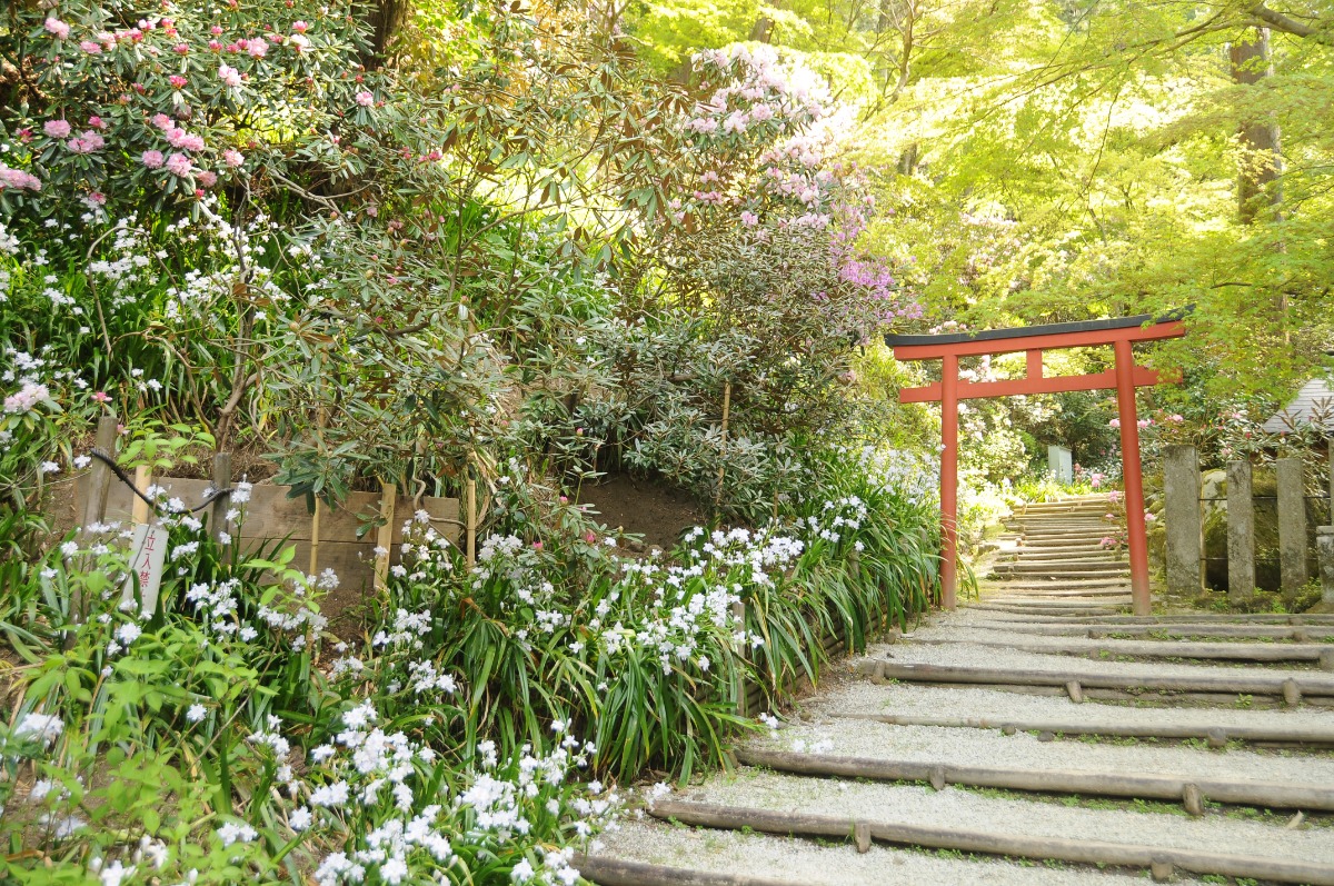 岡寺しゃくなげの道