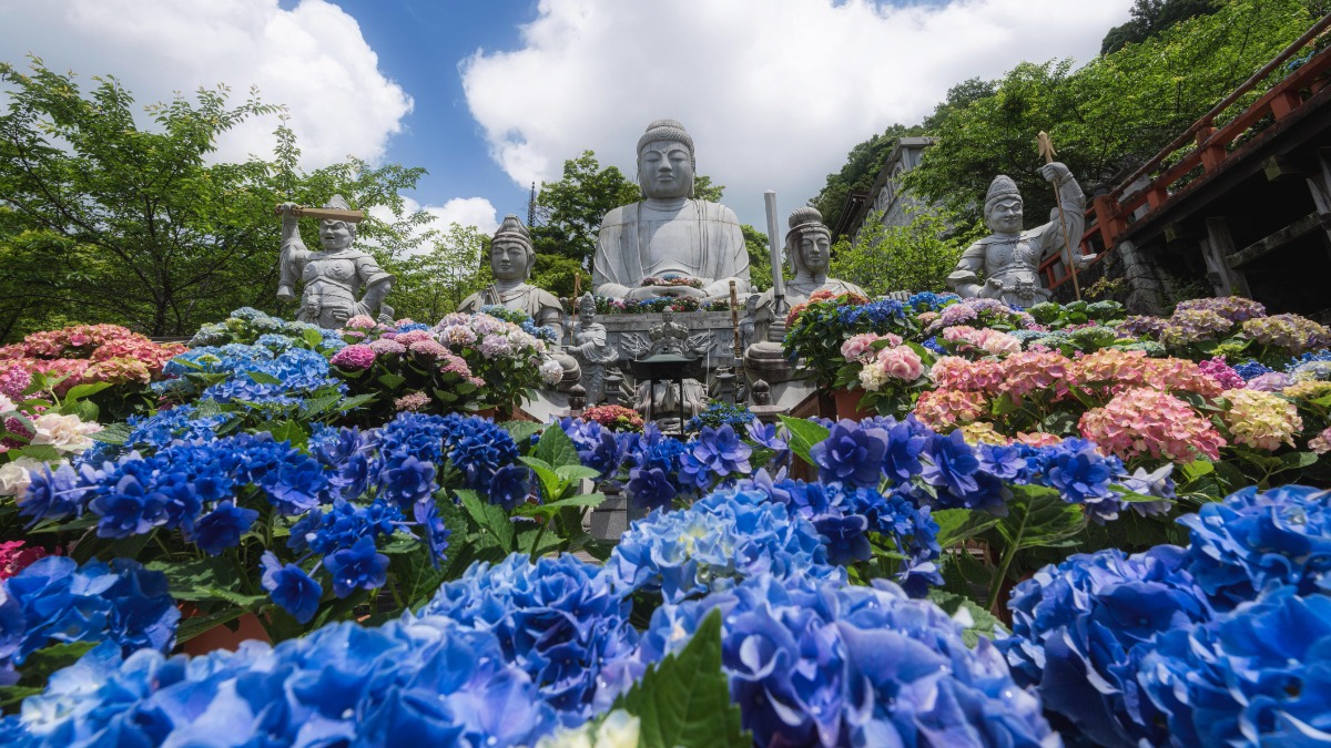 「壷阪寺」「岡寺」「長谷寺」であじさい巡り。古刹3ヶ寺で初夏を味わう【大和三大観音あぢさゐ回廊】