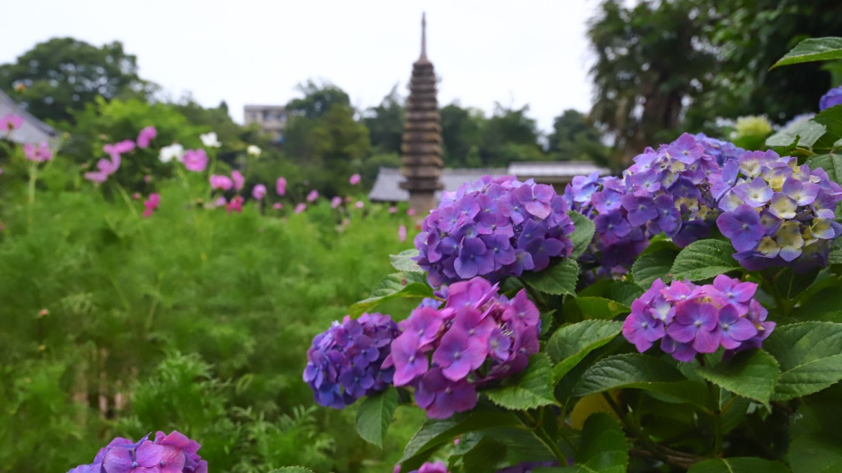 【奈良あじさい】「コスモス寺」ならでは！あじさいと初夏コスモスの可憐なコラボが楽しめる「般若寺」【奈良市】