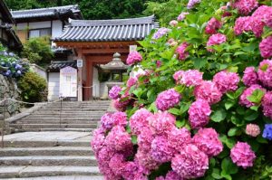 これぞ「あじさい寺」！圧巻の約60種2万株のあじさいが咲き乱れる大和郡山市・矢田寺