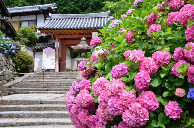 これぞ「あじさい寺」！圧巻の約60種2万株のあじさいが咲き乱れる大和郡山市・矢田寺