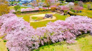 太古のロマンを感じる観光名所、「石舞台古墳」を彩る桜景色【明日香村】