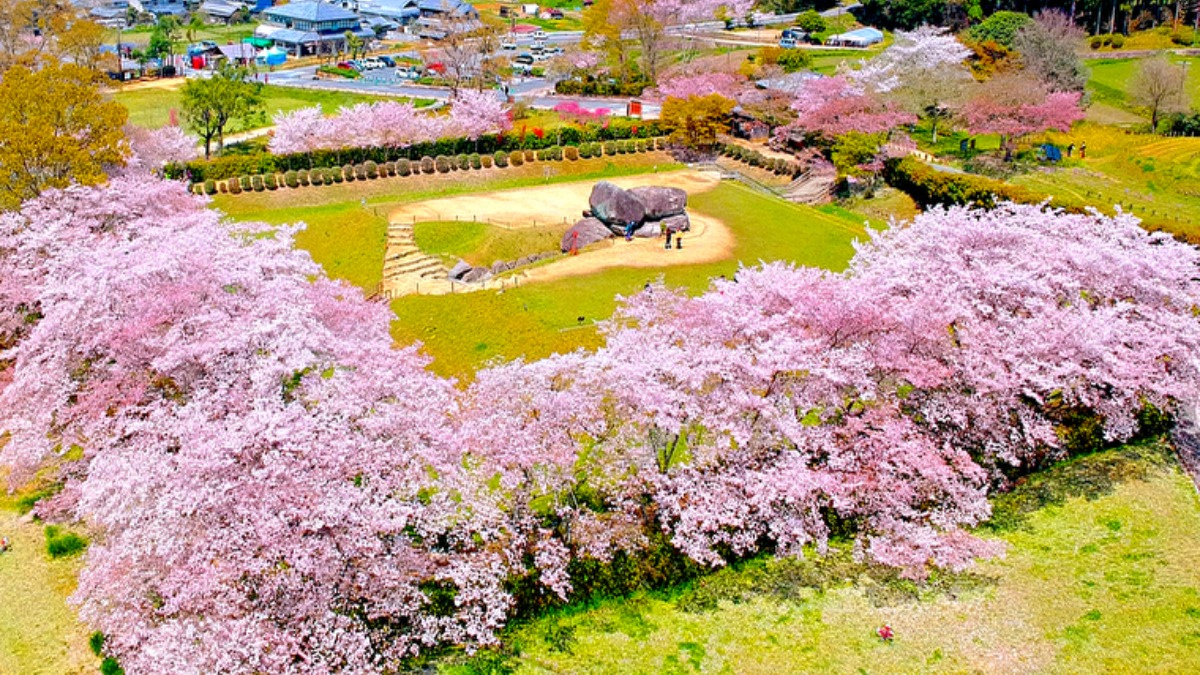 太古のロマンを感じる観光名所、「石舞台古墳」を彩る桜景色【明日香村】