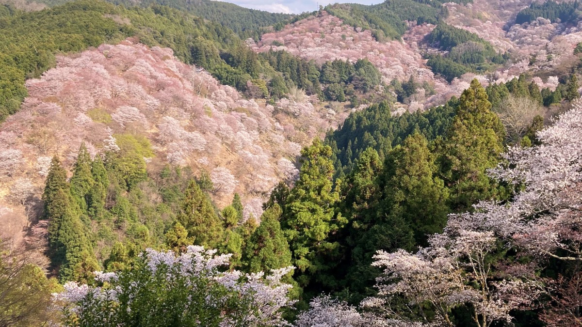 【奈良・吉野山】3万本の桜絶景！エリア別のおすすめスポットと見頃予想