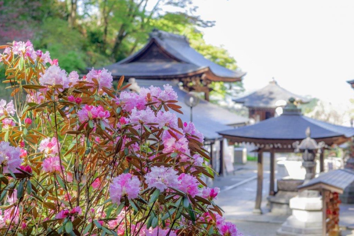 岡寺しゃくなげ
