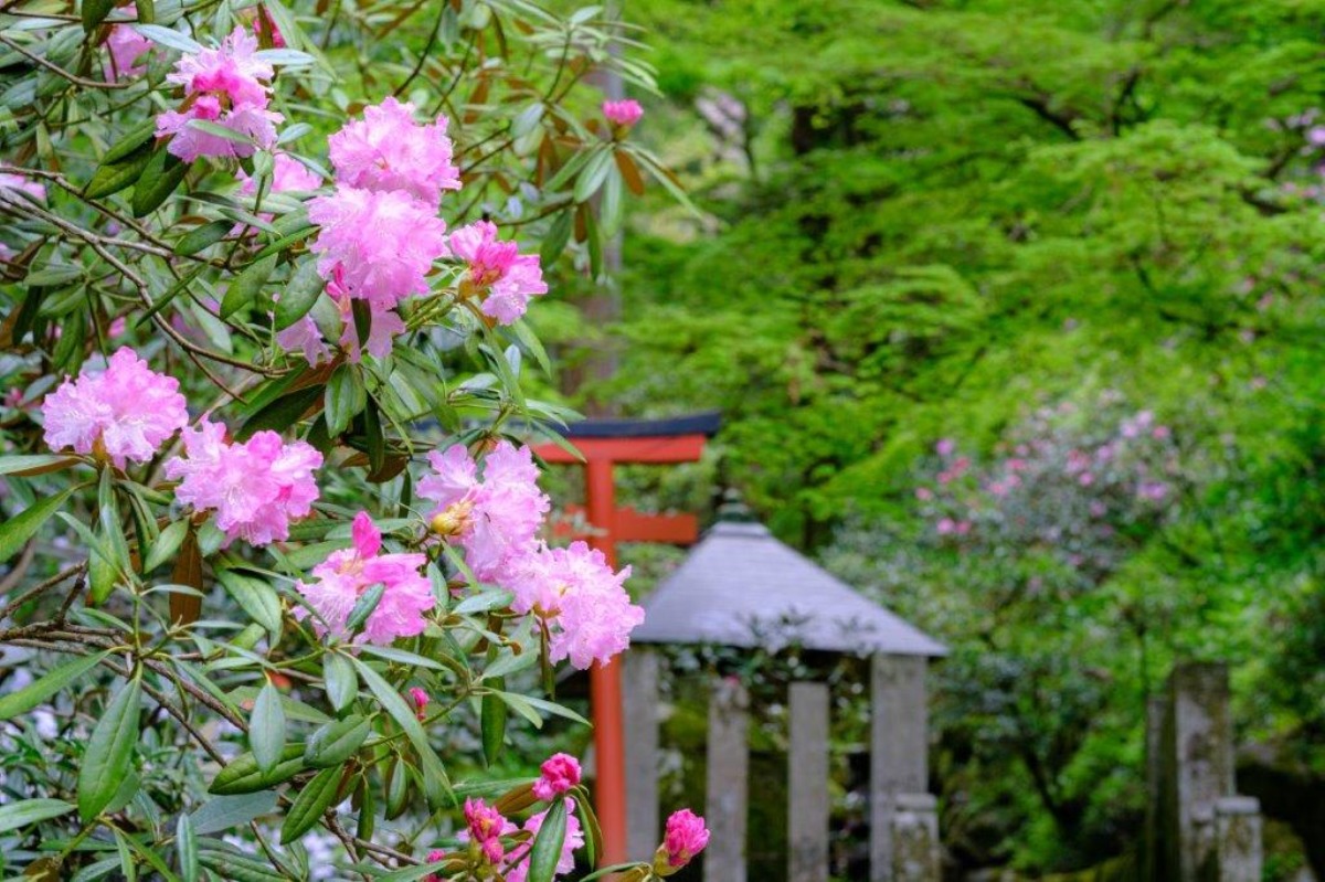 岡寺しゃくなげ