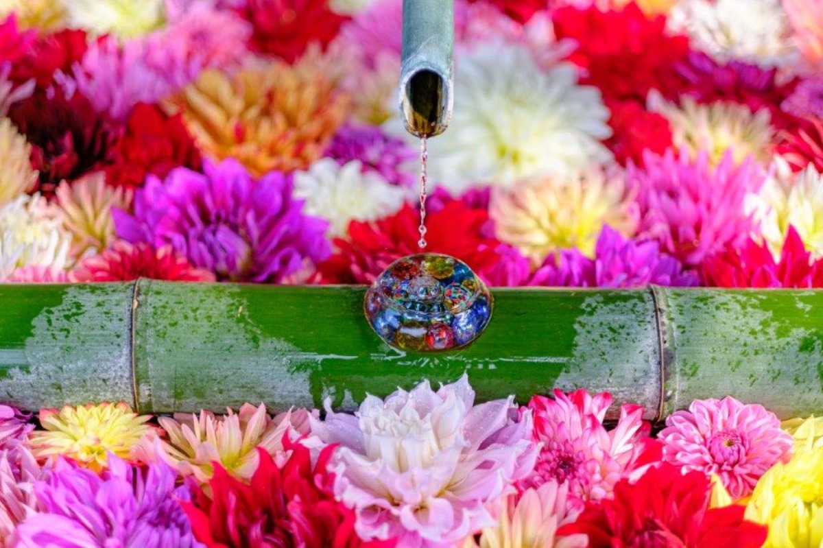 天竺牡丹「華手水舎」