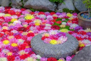 飛鳥の花の寺・岡寺の春。約3,000株のしゃくなげと天竺牡丹の「華の池」がお出迎え