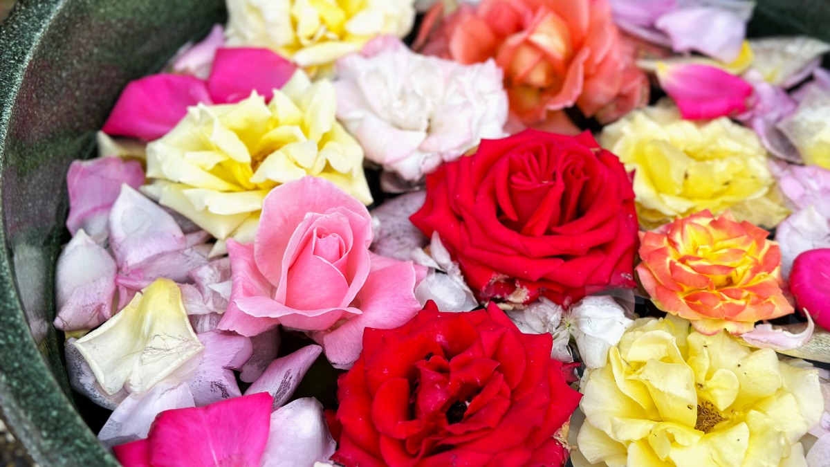 霊山寺の春バラが見頃！咲き誇るバラを愛でながらバラスイーツを堪能しよう【奈良市】