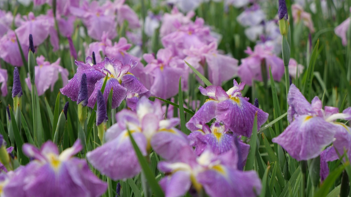 初夏の花咲く馬見丘陵公園で奈良県北葛城郡4町のマルシェ開催！【にぎわいマルシェin馬見花菖蒲】
