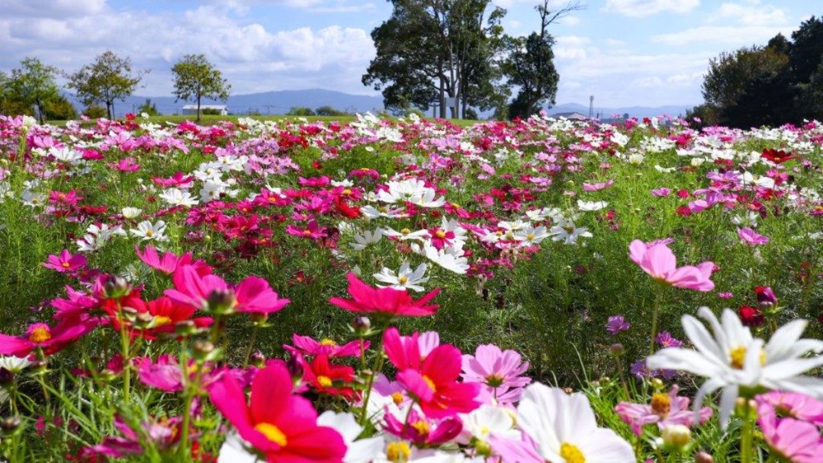 秋の馬見丘陵公園はダリア、コスモス、コキアがおでむかえ！花とマルシェを楽しもう！【あきいろマルシェin馬見フラワーフェスタ】