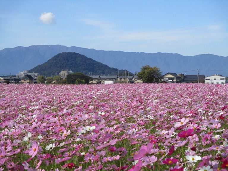 橿原市の秋の絶景！世界文化遺産・藤原宮跡に広がる240万本のコスモス