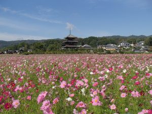 斑鳩の秋の風物詩！聖徳太子ゆかりの古刹と可憐なコスモスの共演【斑鳩の里】