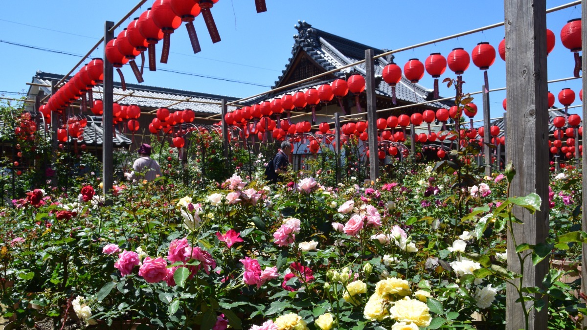【奈良のバラ名所】最高の映え！橿原市の「おふさ観音」色とりどりのバラと提灯
