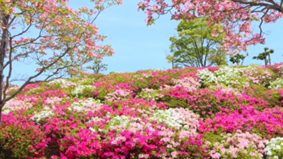 ツツジやあじさいが見頃♪初夏の平群中央公園へ行こう！【平群町】