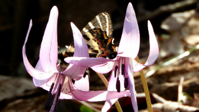 春の妖精と女神に会いに行こう！【葛城山／御所市】