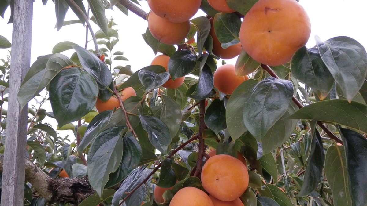 【収穫・手作り体験特集　2022】 泉谷観光農園