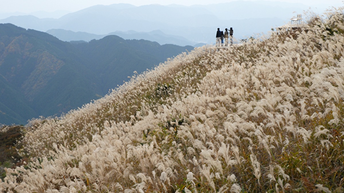 【奈良のススキ名所】葛城高原の黄金色に輝くススキの大パノラマを見に行こう！｜御所市