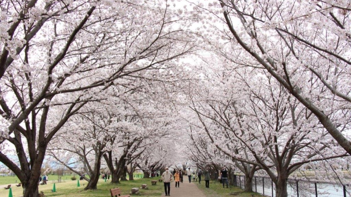 【唐古・鍵遺跡史跡公園】弥生時代を体感できる公園でさくらまつり開催｜奈良県田原本町