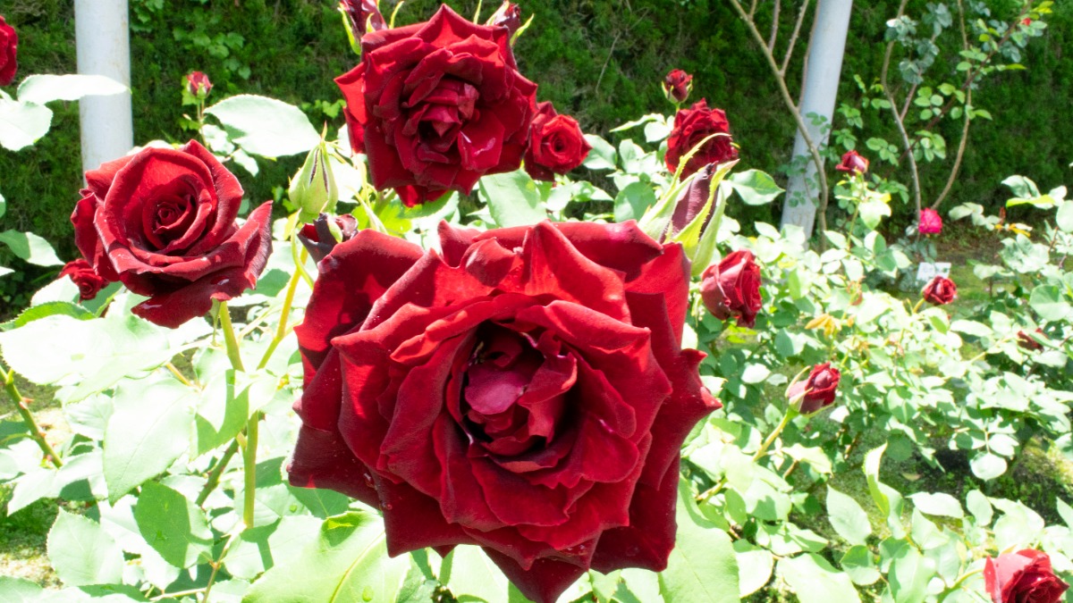 今が見頃！「2000株」のバラからお気に入りを探そう！【霊山寺（りょうせんじ）｜奈良市】