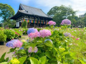 般若寺のあじさい