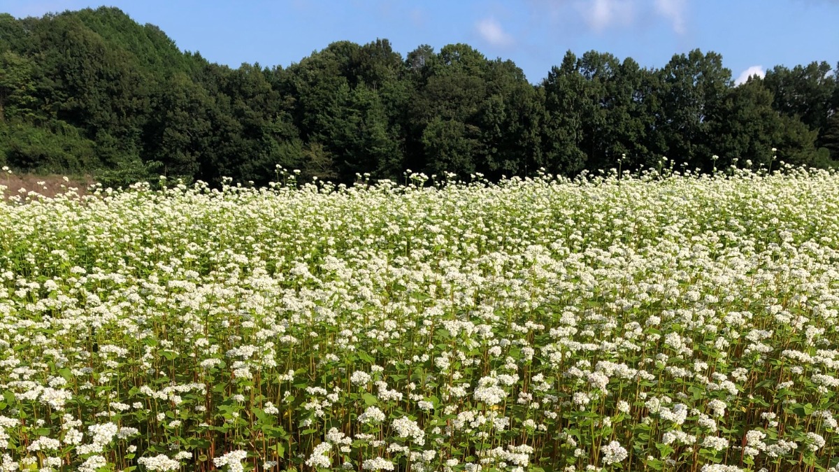 一面に広がる白い花絨毯！笠のそば畑【秋の花2022｜笠地区｜桜井市】