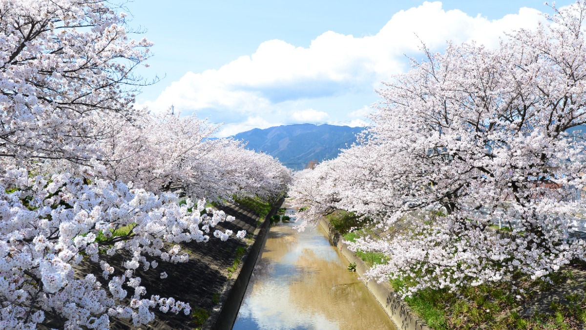 【高田千本桜（大中公園）】高田川畔の美しい夜桜も見どころ！｜大和高田市