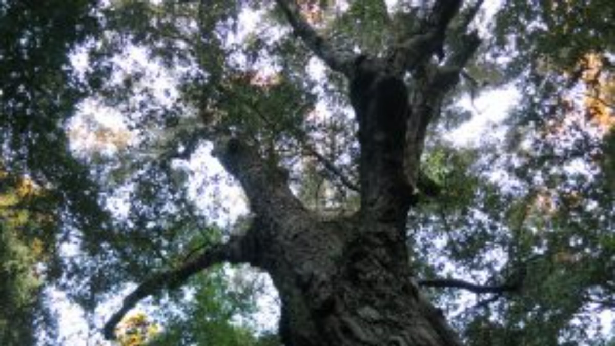 夜の奈良を歩くおすすめツアー　「神山をきく 奈良 世界遺産 春日山原始林さんぽ　夜編」