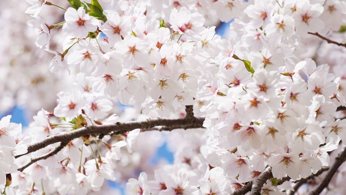 2月27日は「秀吉が吉野で花見の宴を行った日」【奈良的今日は何の日？】