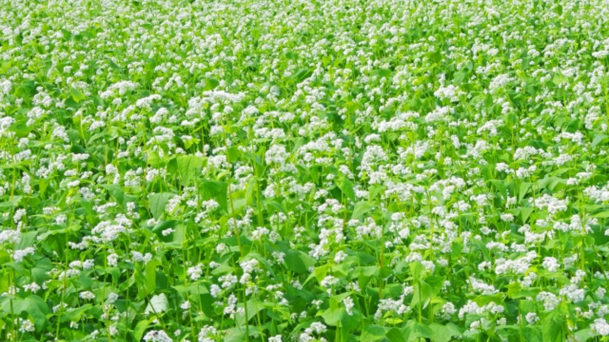 9月7日の花は「ソバ」　笠のソバ畑ではそろそろ花が咲く頃【奈良県的今日は何の日】