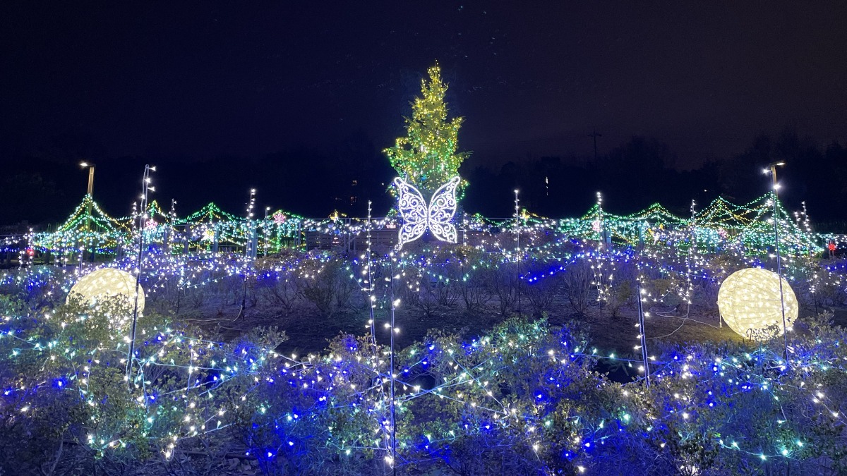 今年もキラキラの馬見丘陵公園で「きらめきマルシェin馬見クリスマス」開催【広陵町・河合町】