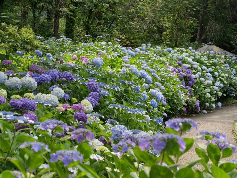 6月の奈良のおでかけに！「馬見丘陵公園」で約4,000株のあじさいが見頃、週末はマルシェも