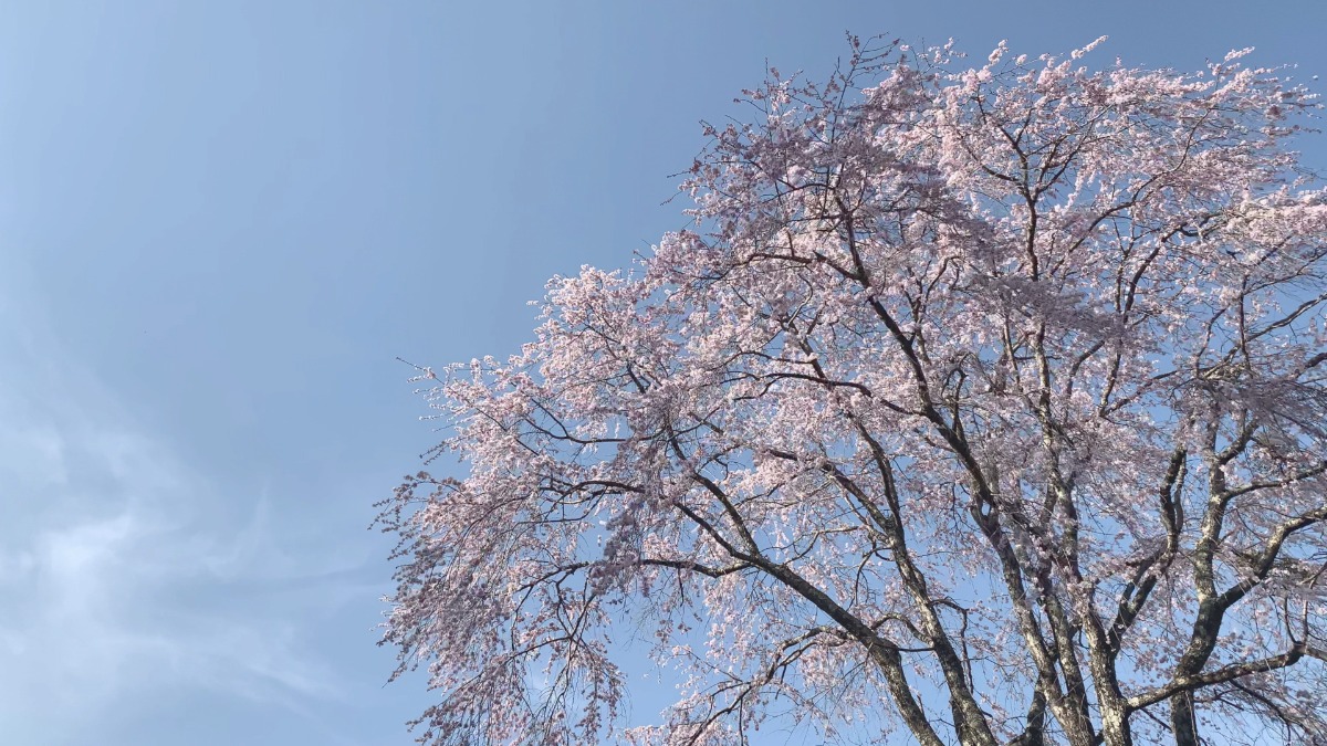 『吉野熊野国立公園』がまさにそれ！3月16日は国立公園指定記念日！【奈良県的今日は何の日】