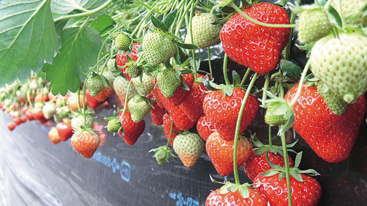 【イチゴ狩りへGo!!】あすかいちご狩りパーク