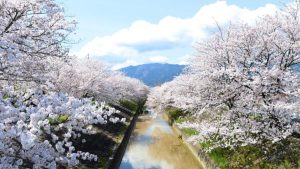 高田川沿い2.5kmをピンクに染め上げる奈良有数の桜名所【高田千本桜｜大和高田市】