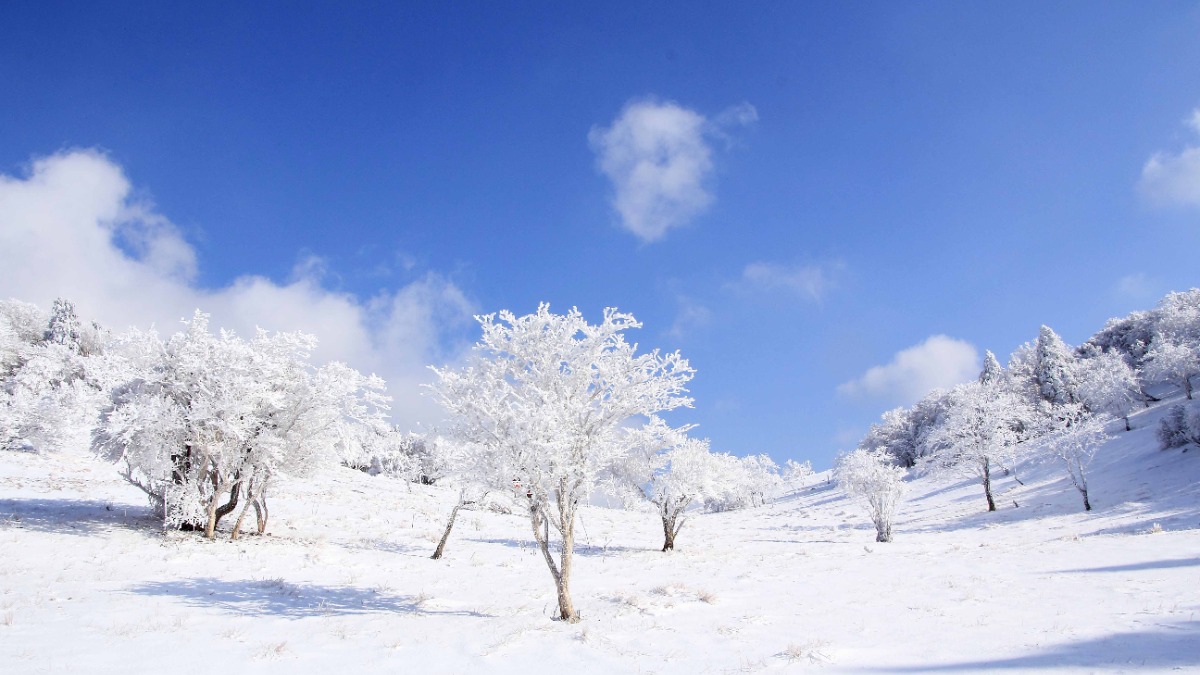 厳冬期限定の幻想的な光景！「霧氷」のシーズン到来！【御杖村】