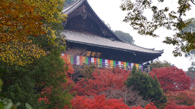 紅葉のグラデーションが美しい秋の「花の御寺」【紅葉2021／長谷寺／桜井市】