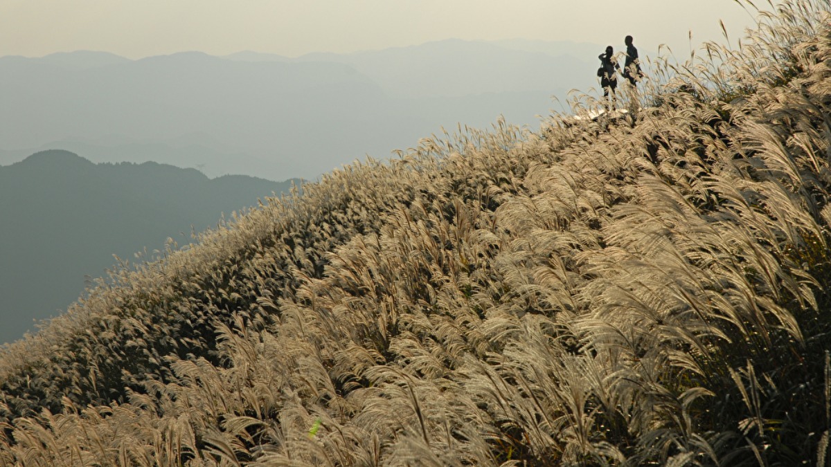 黄金色に輝くススキの大パノラマを見に行こう！【秋の花2022｜葛城高原｜御所市】