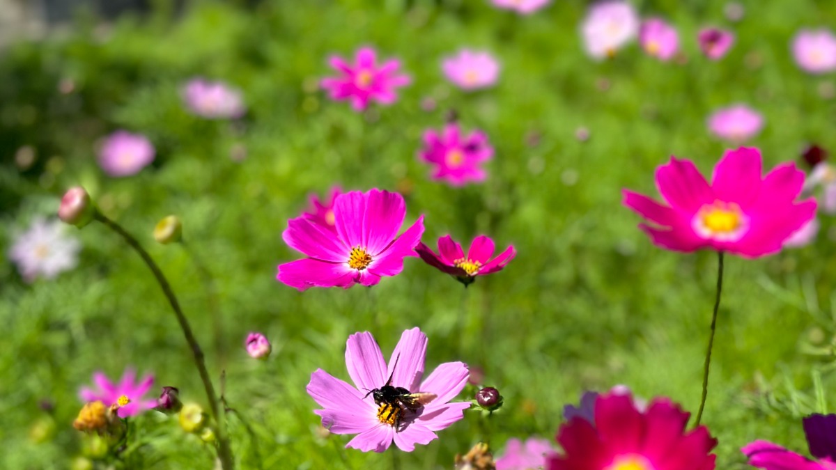 奈良県の『般若寺』でコスモスの見頃が到来！【般若寺・奈良市】