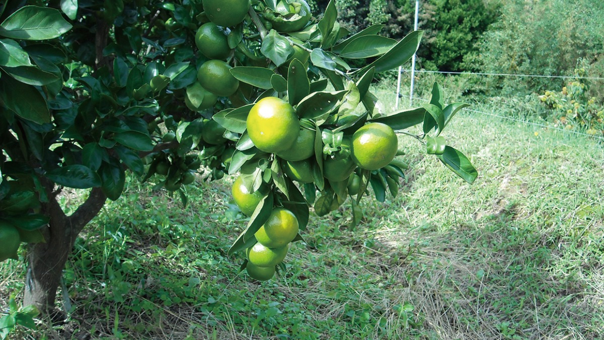 【収穫・手作り体験特集　2022】信貴山のどか村