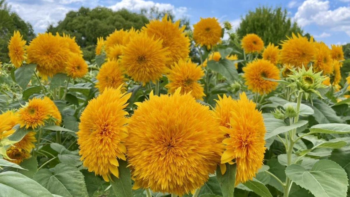 【奈良県】暑さに負けずに楽しもう！今週末のおすすめイベント・おでかけ情報（7月27日、28日）