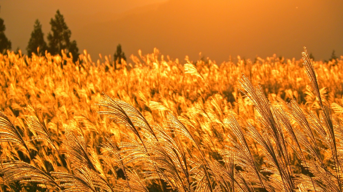 【奈良のススキ名所】壮観！日暮れ前、黄金に輝くススキのじゅうたん｜曽爾高原