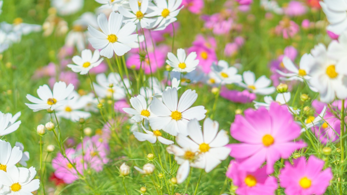 奈良のコスモス名所をご紹介！9月14日はコスモスの日【奈良県的今日は何の日】