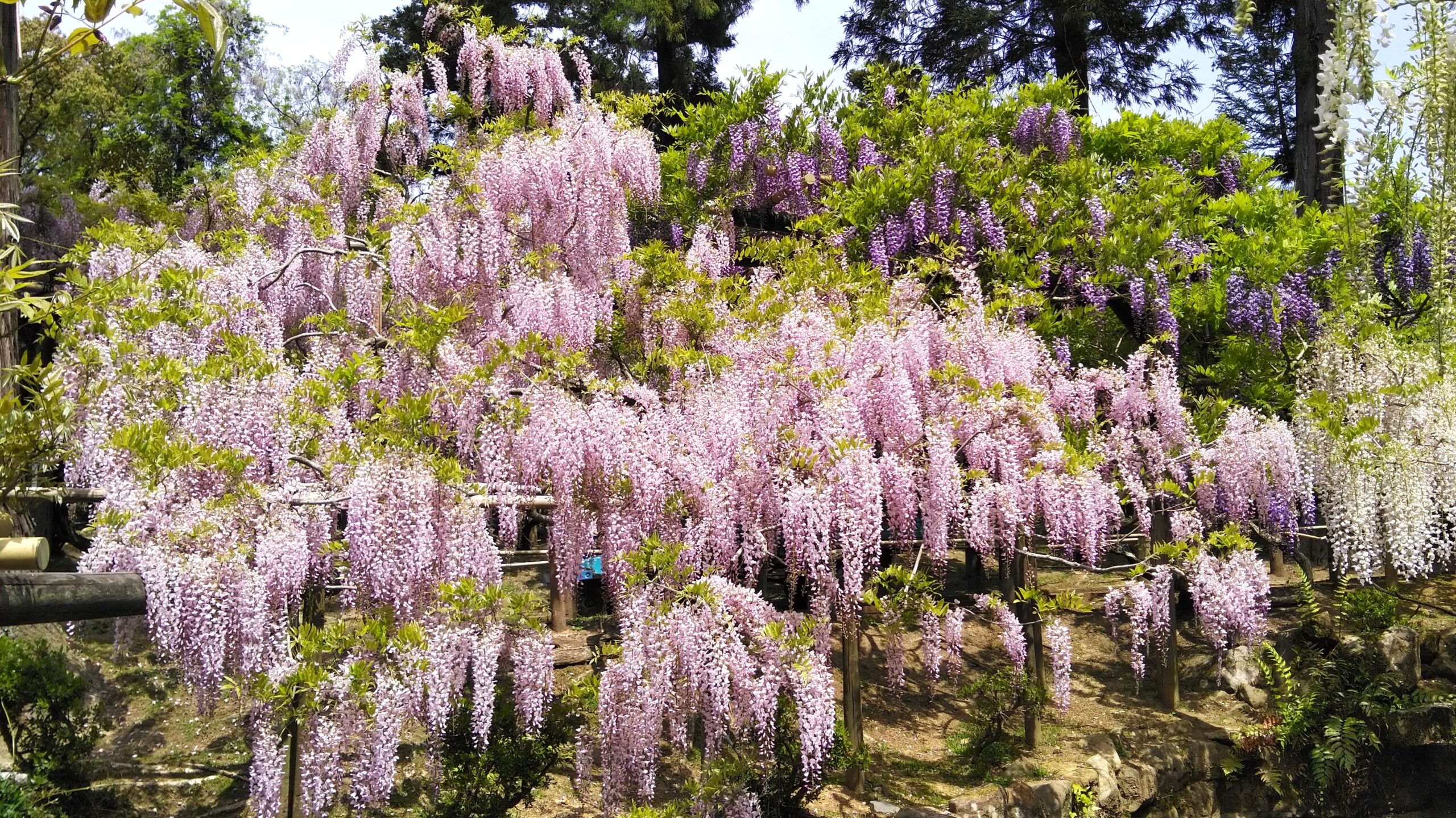 萬葉植物園の藤
